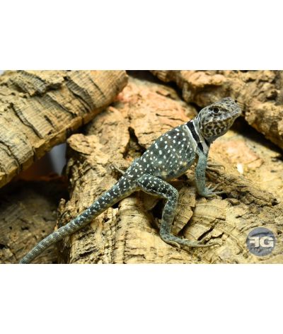 Crotaphytus collaris Wichita Mountains