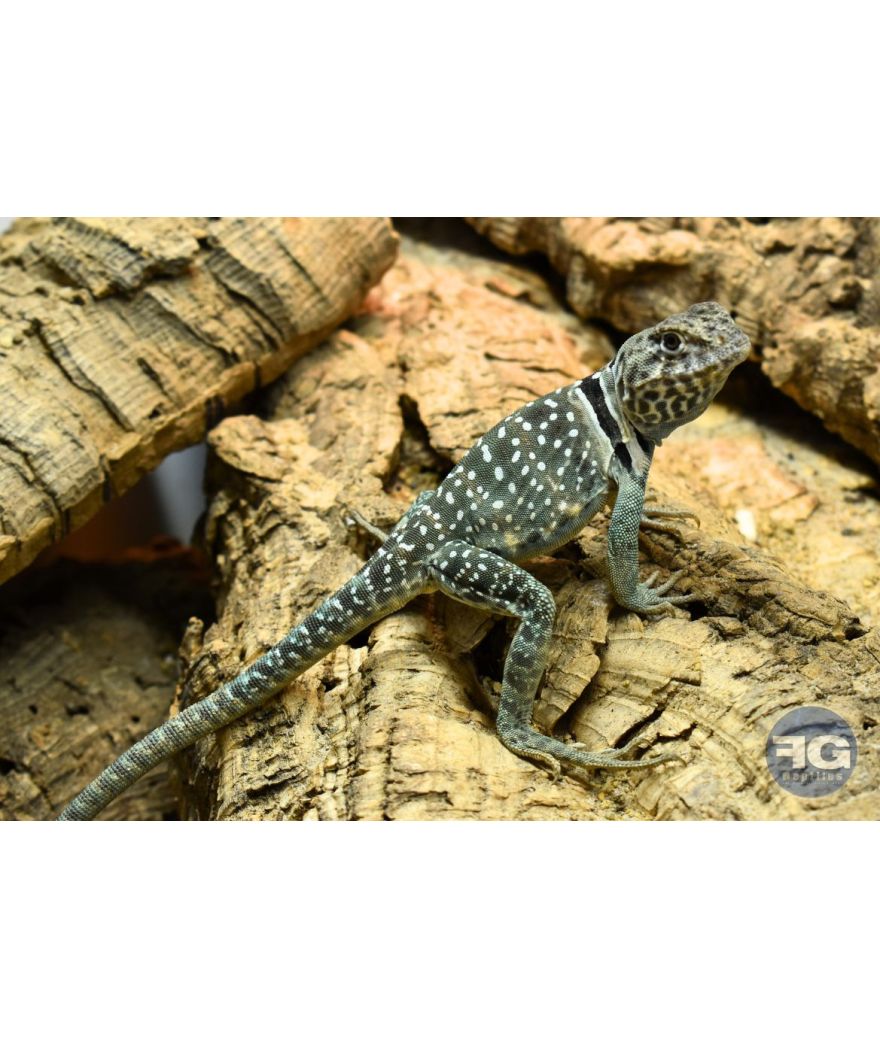 Crotaphytus collaris Wichita Mountains
