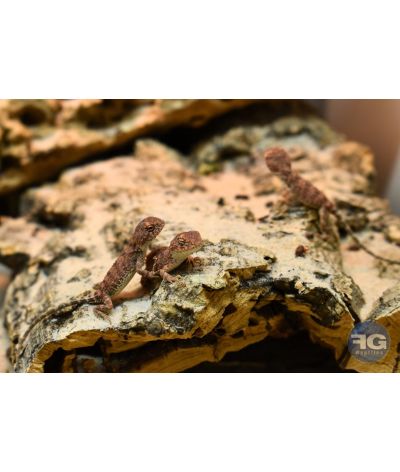 Tympanocryptis centralis NC 2025