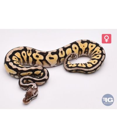 Python regius Pastel Spotnose Yellow Belly 100% het Axanthic VPI Femelle