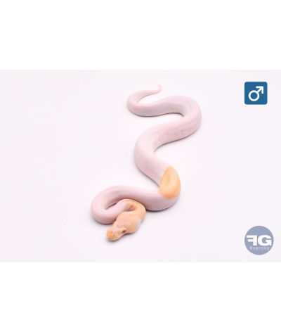 Python regius Albinos Piebald Mojave/Phantom Mâle