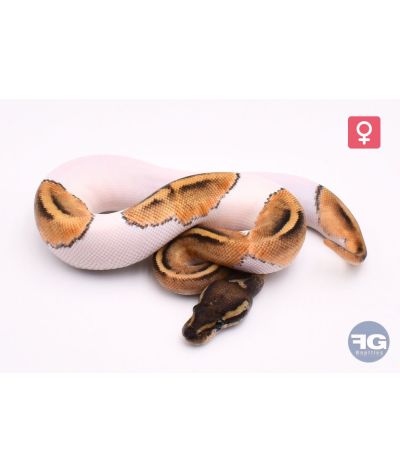 Python regius Mojave/Phantom Piebald 100% het Albinos Femelle