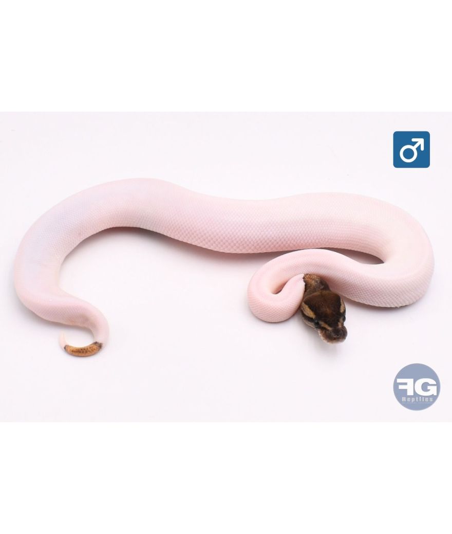Python regius Mojave/Phantom Piebald 100% het Albinos Mâle