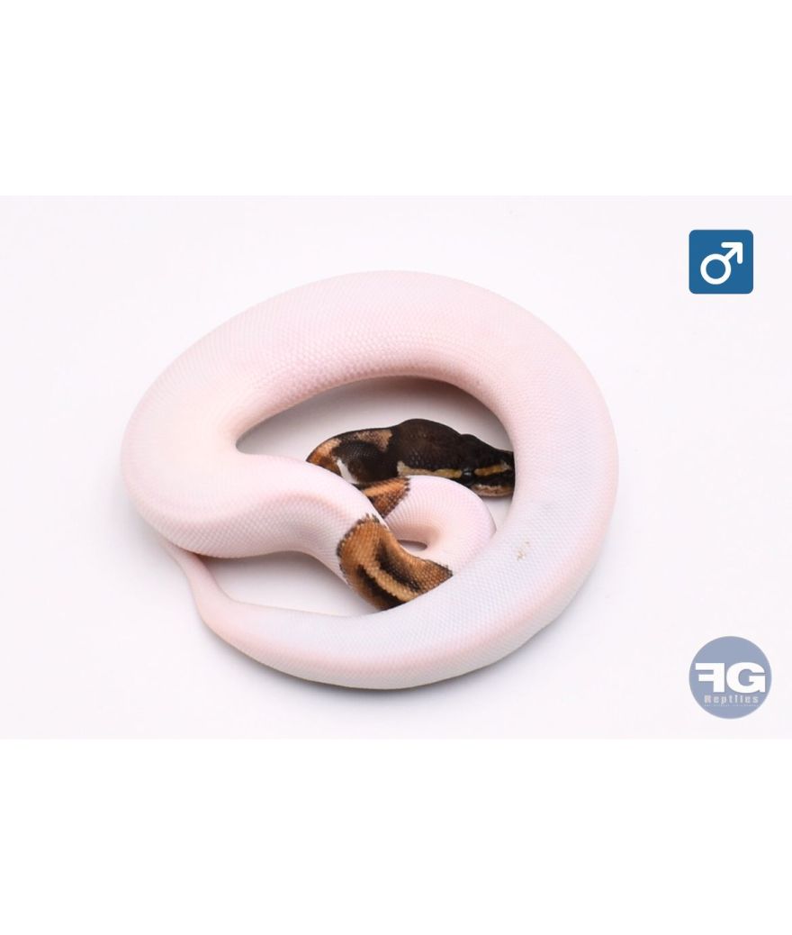 Python regius Mojave/Phantom Piebald 100% het Albinos Mâle