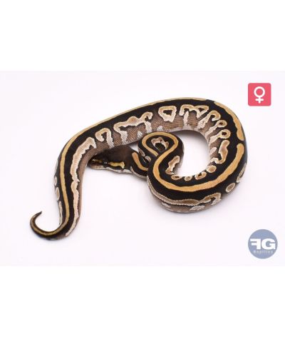 Python regius Mojave 100% DH Albinos Piebald Femelle