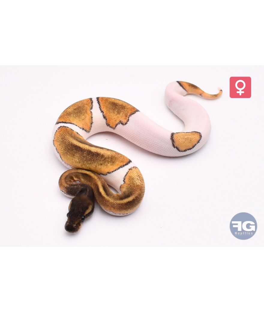 Python regius Mojave/Phantom Piebald 100% het Albinos Femelle