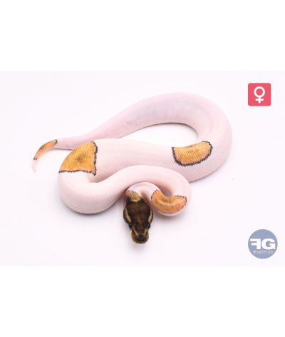Python regius Mojave/Phantom Piebald 100% het Albinos Femelle