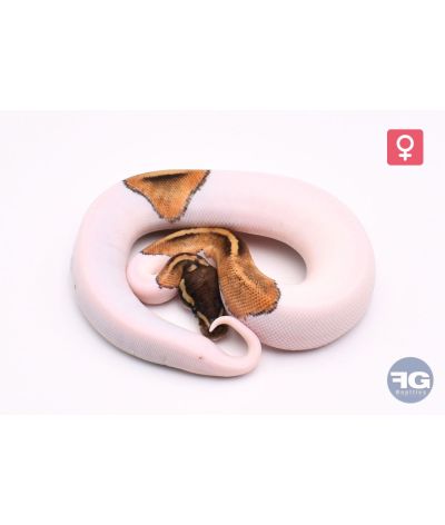 Python regius Mojave/Phantom Piebald 100% het Albinos Femelle