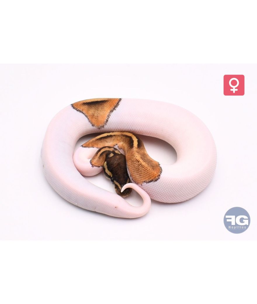 Python regius Mojave/Phantom Piebald 100% het Albinos Femelle