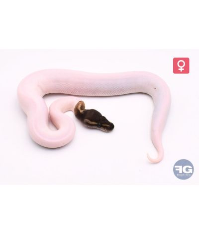 Python regius Mojave/Phantom Piebald 100% het Albinos Femelle