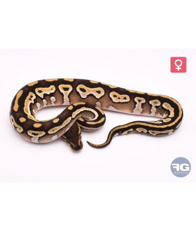 Python regius Mojave 100% DH Albinos Piebald Femelle