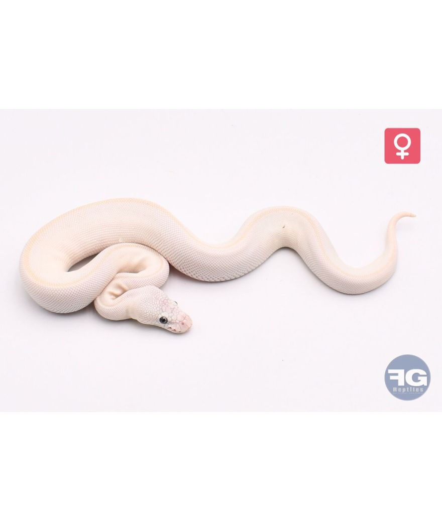 Python regius Blue eyes leucistic 100% het clown Femelle