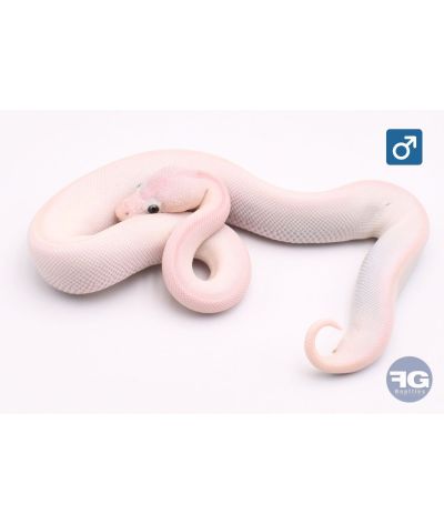 Python regius Blue eyes leucistic 100% het clown Mâle