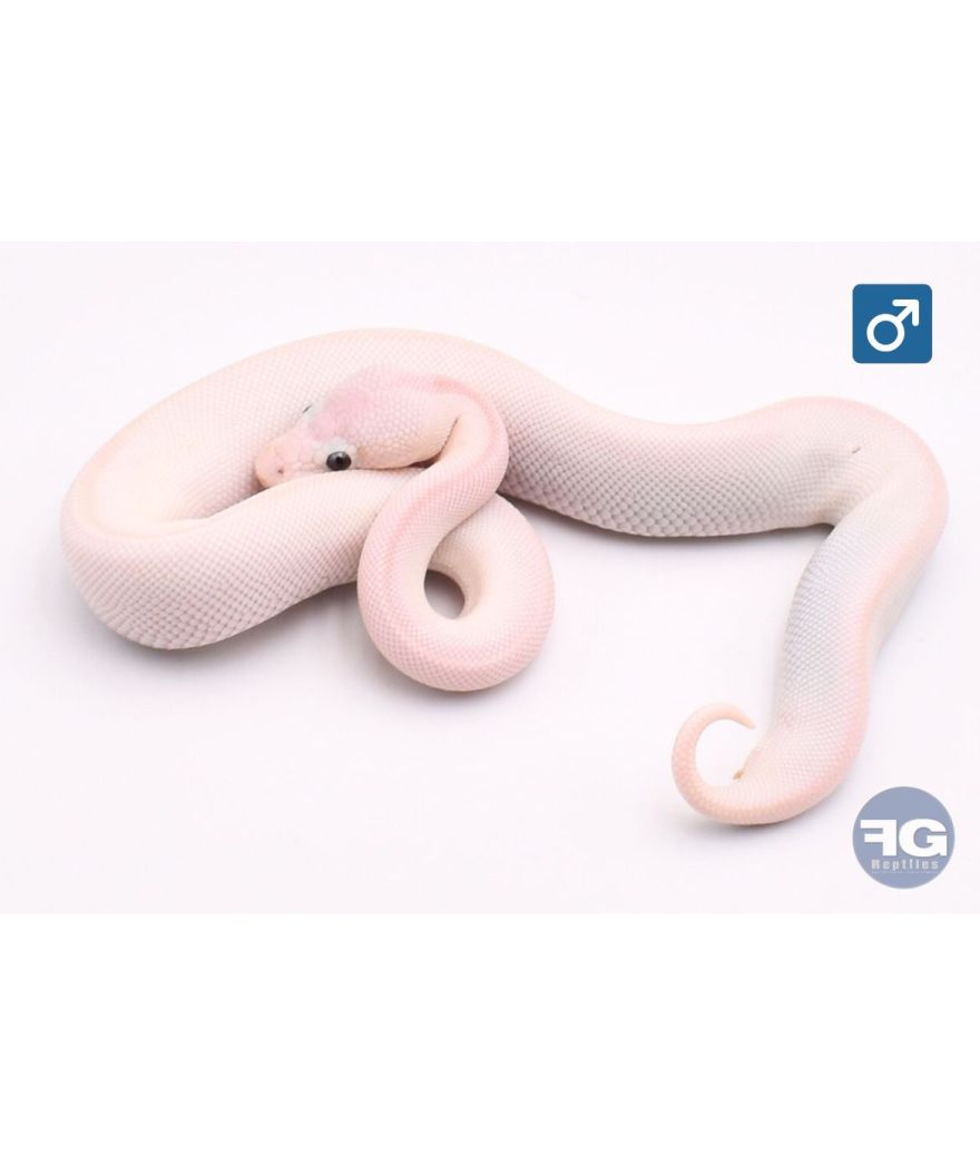 Python regius Blue eyes leucistic 100% het clown Mâle