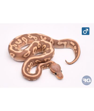 Python regius Banana léopard mojave YB 100% het Clown Mâle