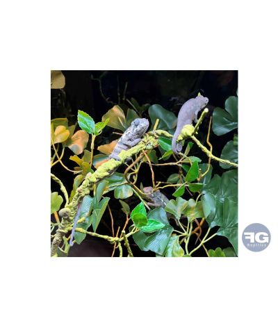 Branche artificielle épaisse 110 cm pour terrarium