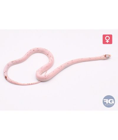 Pantherophis guttatus Palmetto Femelle