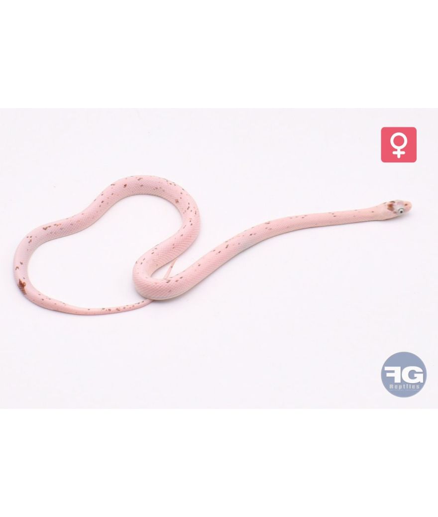 Pantherophis guttatus Palmetto Femelle