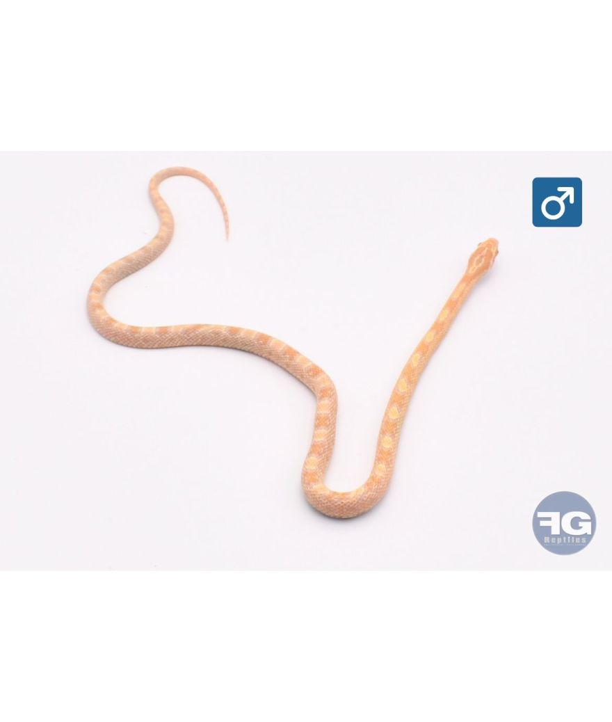 Pantherophis guttatus Citrus Mâle