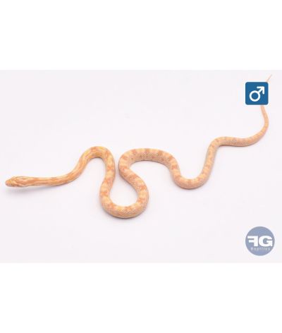 Pantherophis guttatus Citrus Mâle