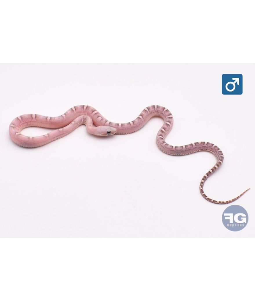 Pantherophis guttatus Scaleless Ghost blood 100% het Pied side Mâle