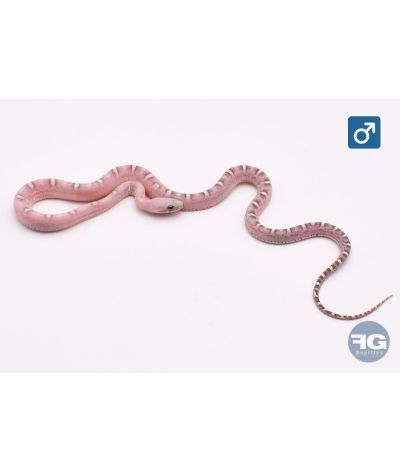 Pantherophis guttatus Scaleless Ghost blood 100% het Pied side Mâle