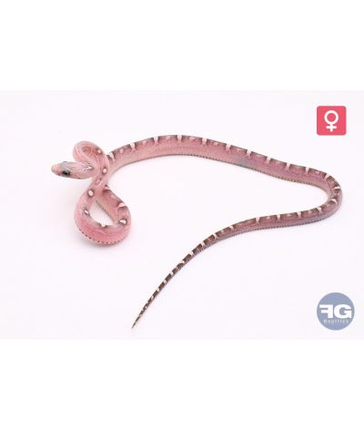 Pantherophis guttatus Scaleless Granite 100% het Pied side Femelle
