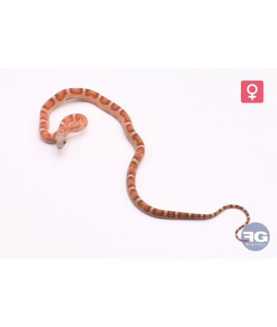 Pantherophis guttatus Scaleless motley 100% het snow Femelle