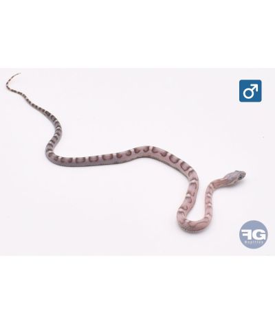 Pantherophis guttatus Scaleless anery motley 100% het amel Mâle