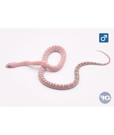 Pantherophis guttatus Scaleless Ultramel anery 100% het motley Mâle