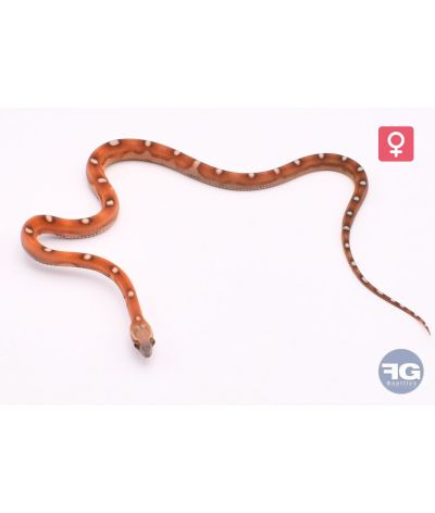 Pantherophis guttatus Scaleless motley 100% het snow Femelle