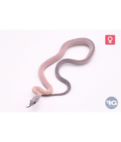 Pantherophis guttatus Scaleless anery tessera motley 100% het amel Femelle