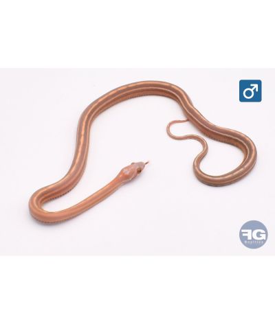 Pantherophis guttatus Scaleless ultramel Okeetee Abbott Tessera Mâle