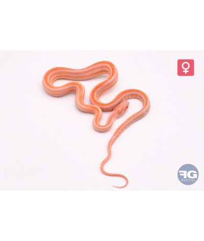 Pantherophis guttatus Scaleless Amel okeetee Abbott tessera Femelle