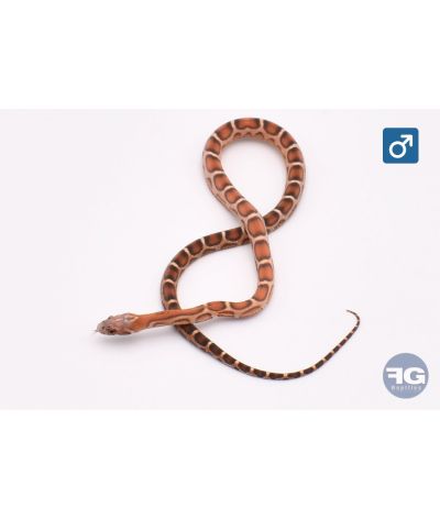 Pantherophis guttatus Scaleless 66% poss het anery lavender Mâle