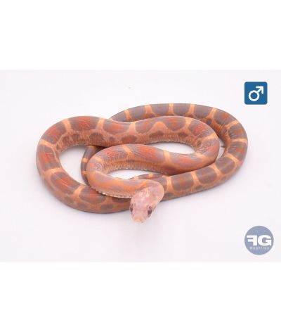 Pantherophis guttatus Scaleless ultramel Okeetee Abbott Mâle
