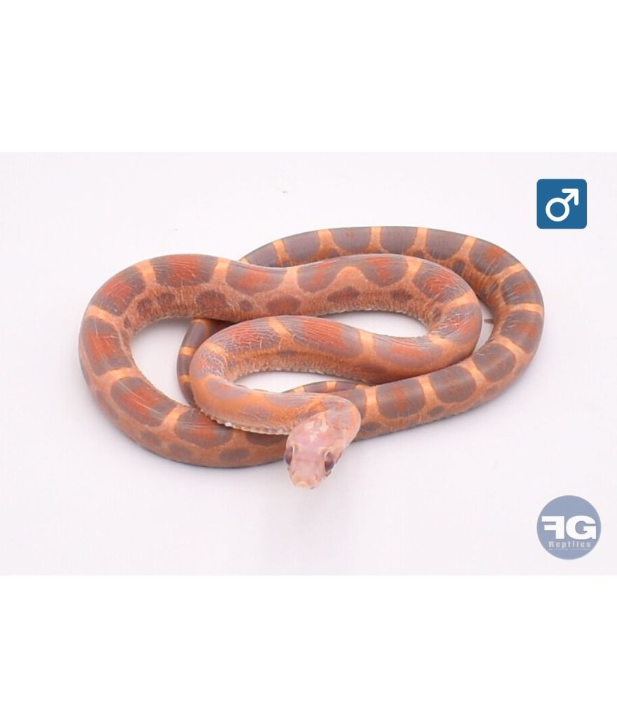 Pantherophis guttatus Scaleless ultramel Okeetee Abbott Mâle