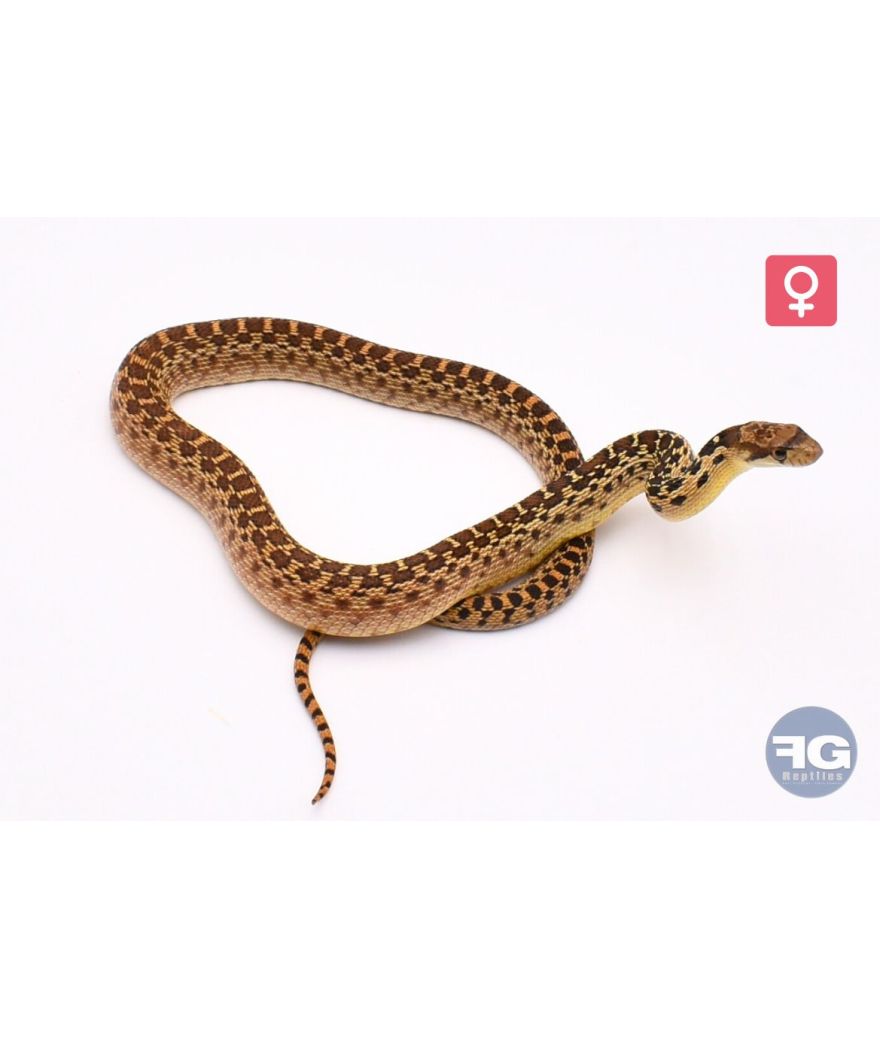 Pituophis catenifer annectens Classique 66% poss het Hypo albinos stripe Femelle