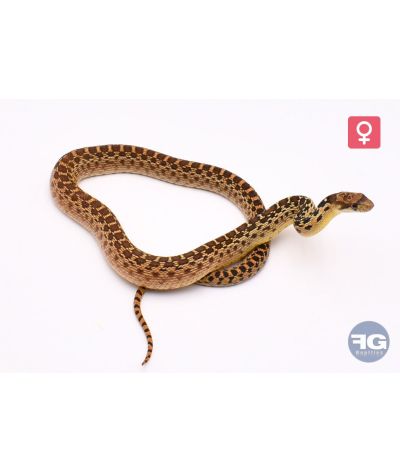 Pituophis catenifer annectens Classique 66% poss het Hypo albinos stripe Femelle