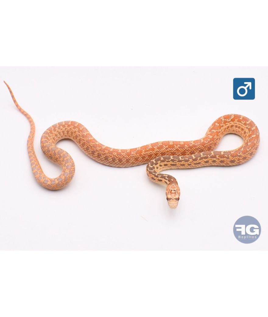 Pituophis catenifer annectens Hypo 66% poss het Albinos stripe Mâle