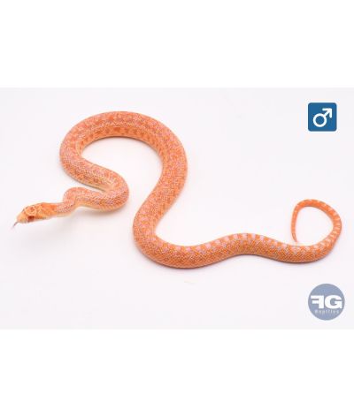 Pituophis catenifer annectens Hypo Albinos 66% poss het stripe Mâle