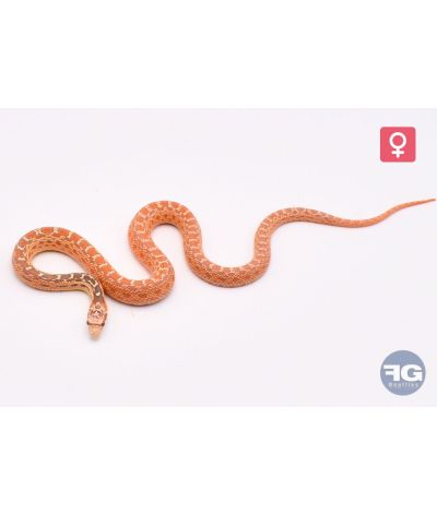 Pituophis catenifer annectens Hypo 66% poss het Albinos stripe Femelle