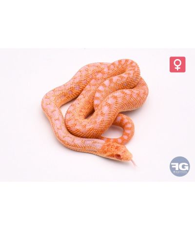 Pituophis catenifer annectens Albinos 66% poss het hypo stripe Femelle