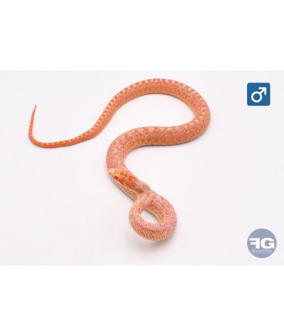 Pituophis catenifer annectens Albinos 66% poss het hypo stripe Mâle