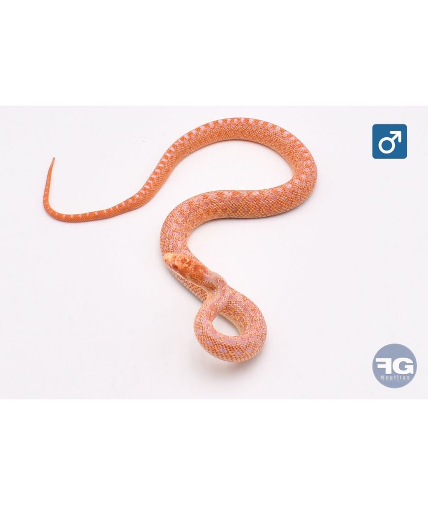 Pituophis catenifer annectens Albinos 66% poss het hypo stripe Mâle