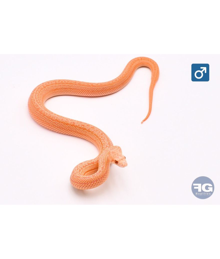 Pituophis catenifer annectens Hypo albinos stripe Mâle