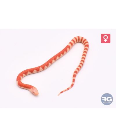 Lampropelti ruthveni albinos abberant Femelle