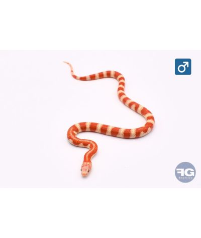 Lampropelti ruthveni albinos abberant Mâle