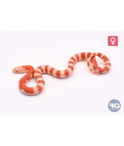 Lampropelti ruthveni albinos abberant Femelle