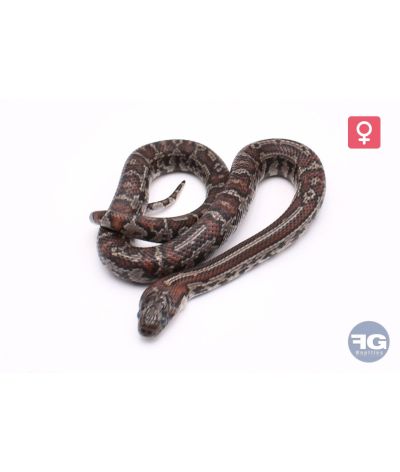 Lampropeltis mexicana granite abberant Femelle